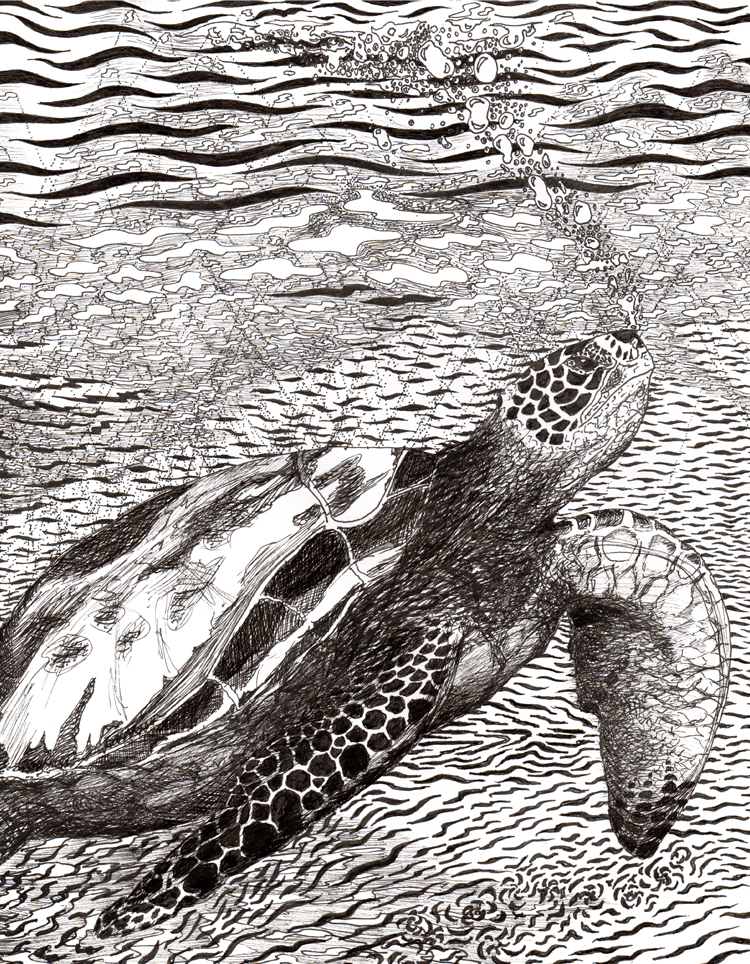 Turtle Light - Original Ink Drawing by Nikki Ikonomopoulos - 