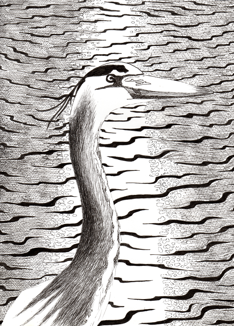 Blue Heron - Original Ink Drawing by Nikki Ikonomopoulos - 