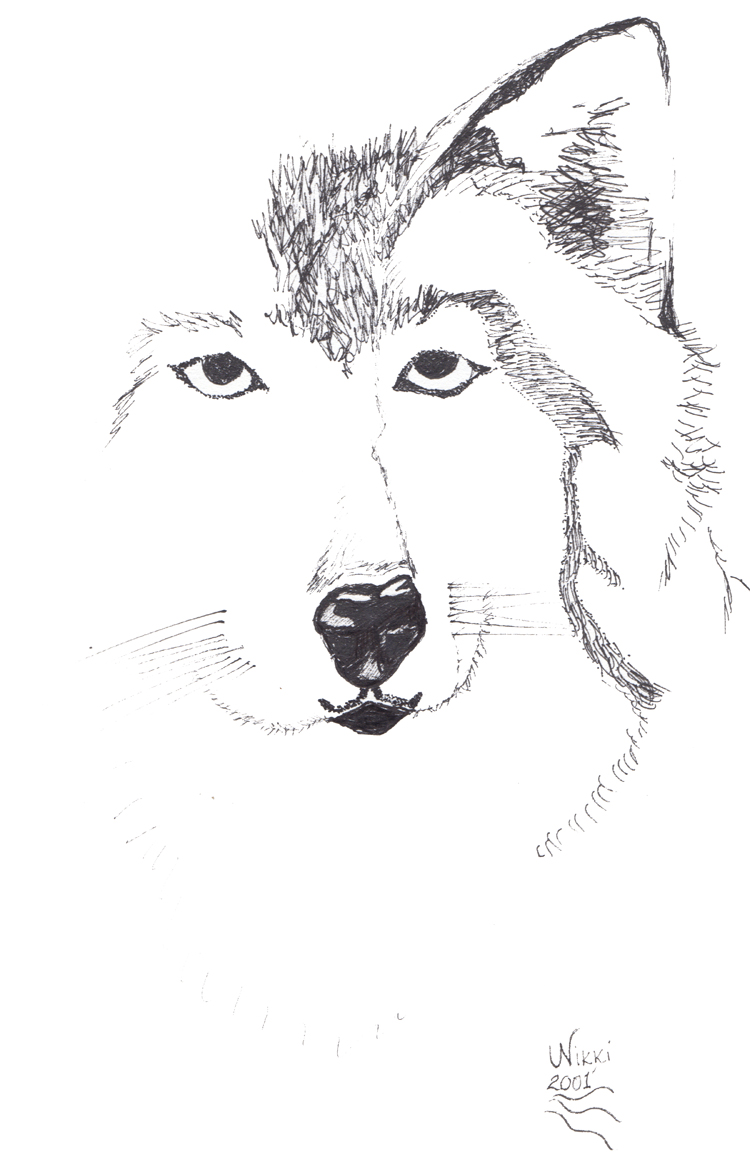 Wolf ink drawing by Nikki