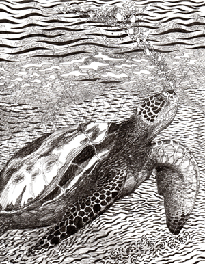 Turtle Light - Original Ink Drawing by Nikki